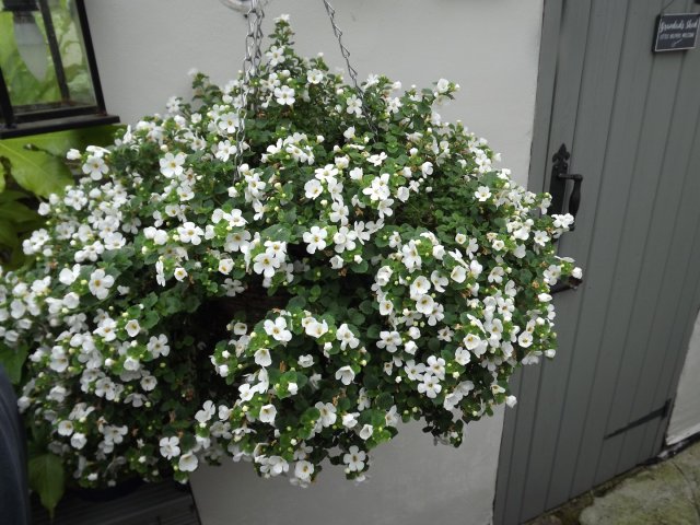 BarrowfordBestKeptGardens2019_138_25pc