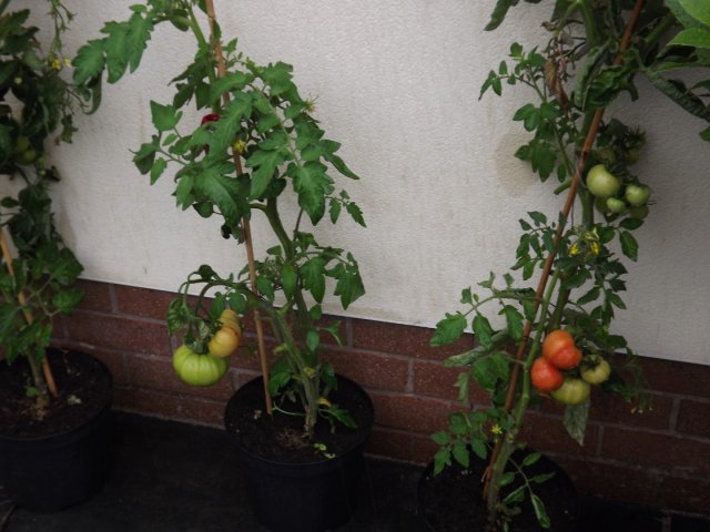 BarrowfordBestKeptGardens2019_235_25pc