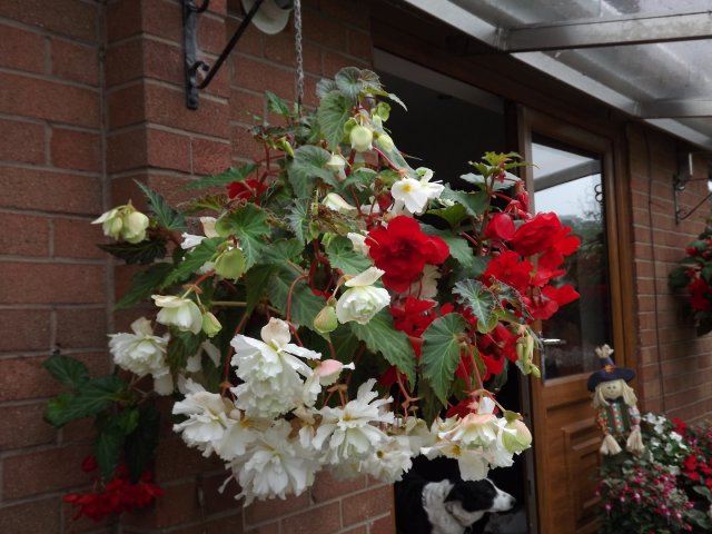 BarrowfordBestKeptGardens2019_251_25pc