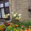 BarrowfordBestKeptGardens2019_060_25pc
